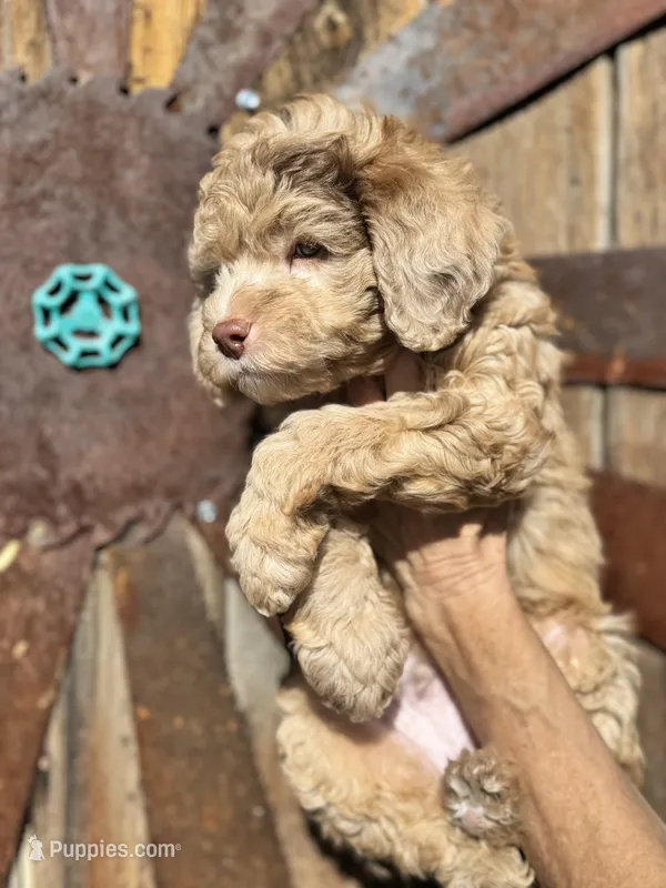 Merkle, a male Poodle - Miniature  and Miniature Aussiedoodle for sale in La Salle, CO – Photo 1 of 9