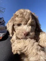Merkle, a male Poodle - Miniature  and Miniature Aussiedoodle for sale in La Salle, CO – Photo 2 of 9
