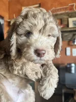 processed/aa932e19-8843-4f7a-b030-f1c77b9ef5a0/listing/7ecb0863-8436-49a9-bb64-2134ce8271ec/5ad30f1a-1c6d-4a50-bab8-3be3349606a2