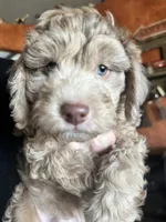 processed/aa932e19-8843-4f7a-b030-f1c77b9ef5a0/listing/7ecb0863-8436-49a9-bb64-2134ce8271ec/dc4a0a52-16c5-4057-960f-b5f2eff4504c