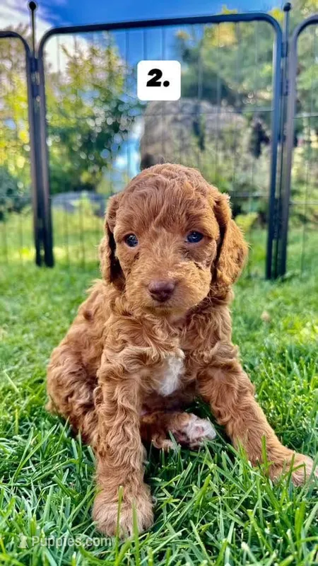 Rosie ❤️ F1bb Cockapoo