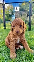 Rosie ❤️ F1bb Cockapoo, a female Cockapoo and Poodle - Miniature  for sale in La Salle, CO – Photo 1 of 3