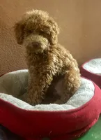 Lizzie ❤️ F1bb Cockapoo, a female Cockapoo and Poodle - Miniature  for sale in La Salle, CO – Photo 3 of 3