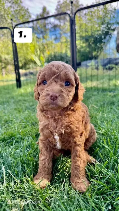 Lizzie ❤️ F1bb Cockapoo