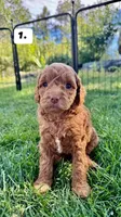 Lizzie ❤️ F1bb Cockapoo, a female Cockapoo and Poodle - Miniature  for sale in La Salle, CO – Photo 1 of 3