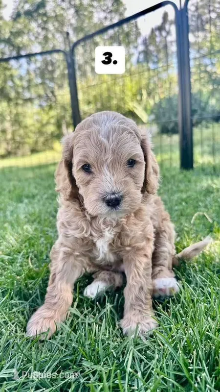 Roscoe ❤️F1bb Cockapoo