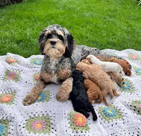 Roscoe ❤️F1bb Cockapoo, a male Cockapoo and Poodle - Miniature  for sale in La Salle, CO – Photo 3 of 3