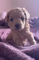 processed/aa932e19-8843-4f7a-b030-f1c77b9ef5a0/listing/b80411fc-7dca-49be-b7dc-533487236448/ccad2d20-9432-4fd8-9154-57606e76b4fa