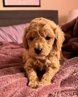 processed/aa932e19-8843-4f7a-b030-f1c77b9ef5a0/listing/b80411fc-7dca-49be-b7dc-533487236448/e5aa8a47-1dc6-44e4-8b51-3697cf8f36f9