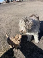 Glory Glory Hallelujah , a female Aussiedoodle and Poodle - Miniature  for sale in La Salle, CO – 4 of 8