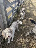 Glory Glory Hallelujah , a female Aussiedoodle and Poodle - Miniature  for sale in La Salle, CO – 8 of 8