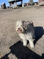 Glory Glory Hallelujah , a female Aussiedoodle and Poodle - Miniature  for sale in La Salle, CO – 2 of 8