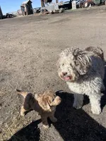 Glory Glory Hallelujah , a female Aussiedoodle and Poodle - Miniature  for sale in La Salle, CO – 6 of 8