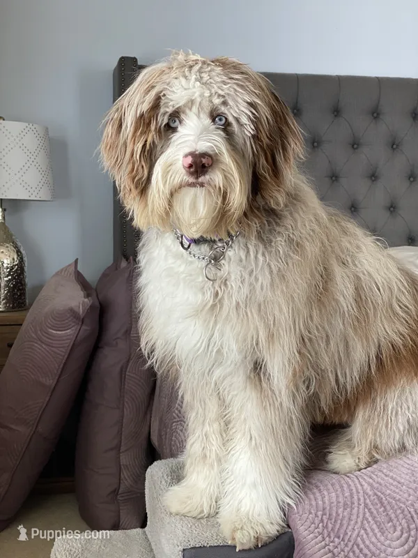Glory Glory Hallelujah , a female Aussiedoodle and Poodle - Miniature  for sale in La Salle, CO – 1 of 8