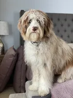 Glory Glory Hallelujah , a female Aussiedoodle and Poodle - Miniature  for sale in La Salle, CO – 1 of 8