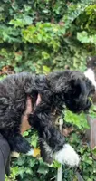 Dante , a male Maltipoo for sale in Huntington Park, CA – 3 of 3