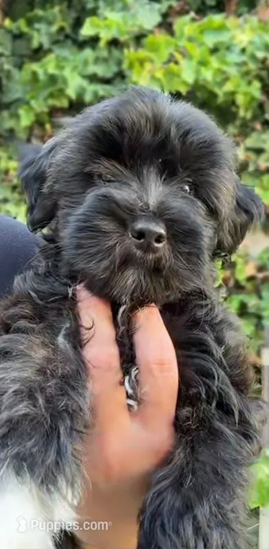 Dante  – Maltipoo puppy for sale in Huntington Park, CA