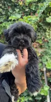 Dante , a male Maltipoo for sale in Huntington Park, CA – 2 of 3