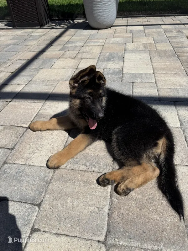 Jaeger – German Shepherd Dog puppy for sale in Wesley Chapel, FL