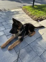 Jaeger, a male German Shepherd Dog for sale in Wesley Chapel, FL – Photo 3 of 3