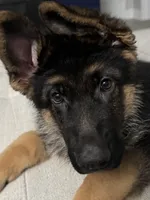 Jaeger, a male German Shepherd Dog for sale in Wesley Chapel, FL – Photo 2 of 3