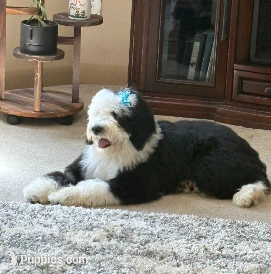 Gabby, a female Sheepadoodle for sale in Pell City, AL – Photo 1 of 4