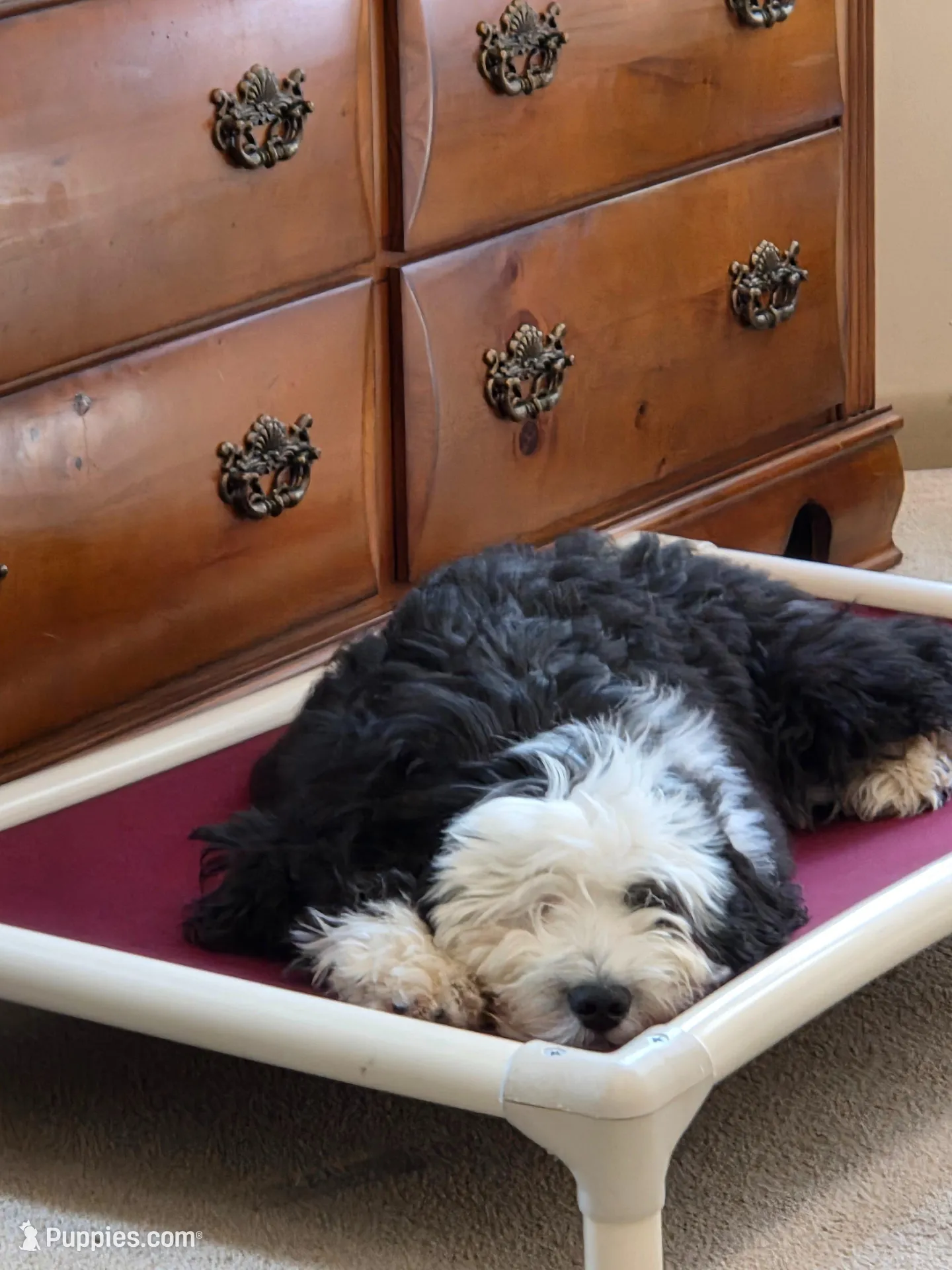 Gabby, a female Sheepadoodle for sale in Pell City, AL – Photo 4 of 4