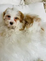 Gemma, a female Miniature Bernedoodle for sale in Pell City, AL – Photo 1 of 3