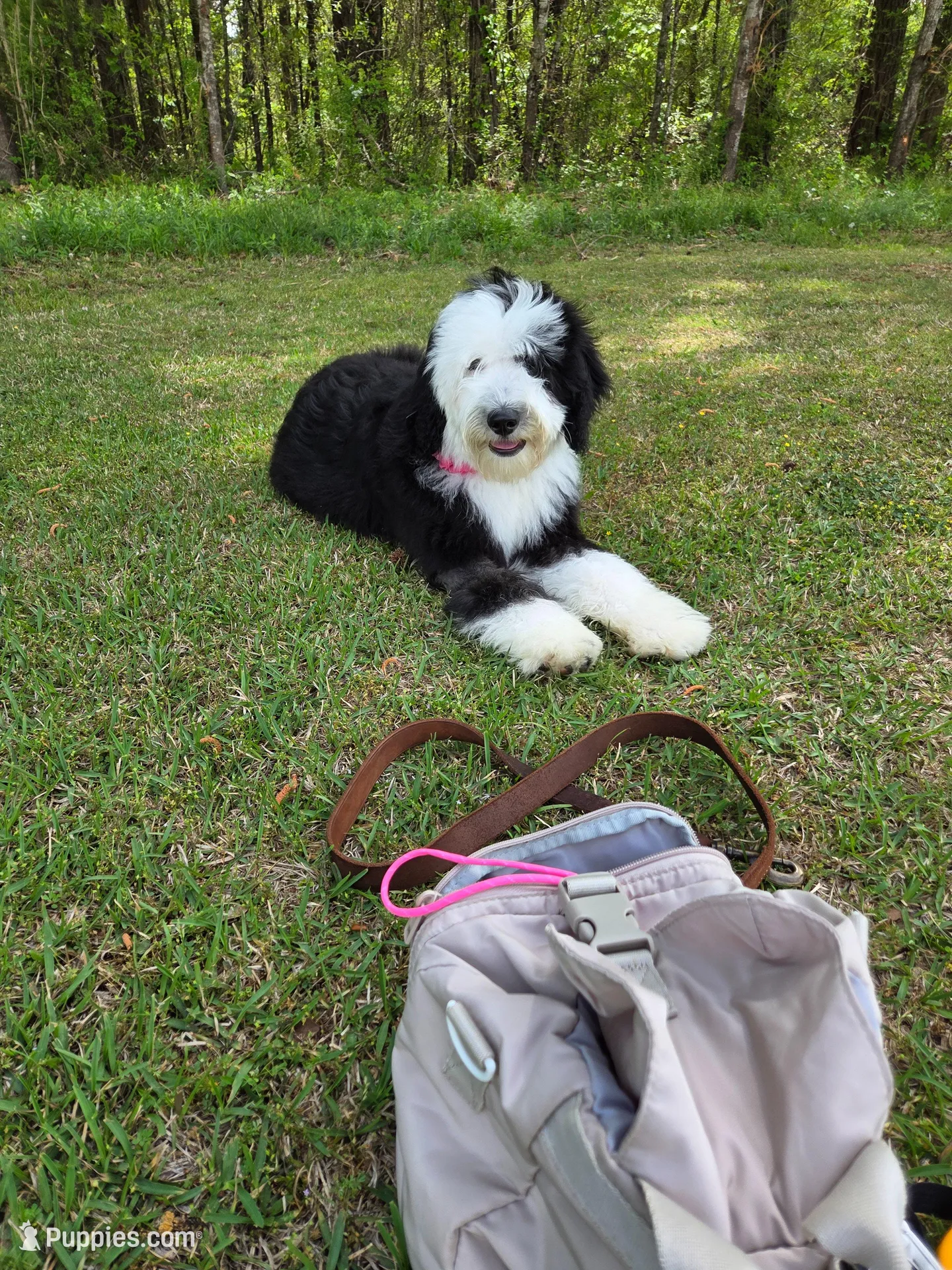 Gabby, a female Sheepadoodle for sale in Pell City, AL – Photo 3 of 4