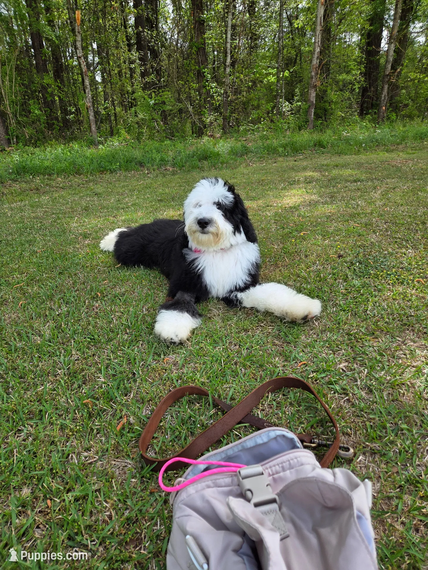 Gabby, a female Sheepadoodle for sale in Pell City, AL – Photo 2 of 4