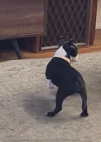 Daisy, a female Boston Terrier for sale in Provo, UT – 5 of 9