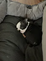 Daisy, a female Boston Terrier for sale in Provo, UT – 3 of 9