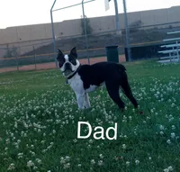 Daisy, a female Boston Terrier for sale in Provo, UT – 9 of 9