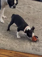 Daisy, a female Boston Terrier for sale in Provo, UT – 4 of 9