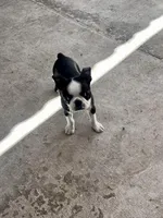 Daisy, a female Boston Terrier for sale in Provo, UT – 2 of 9