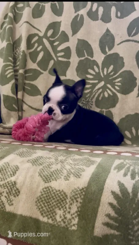 Daisy – Boston Terrier puppy for sale in Provo, UT