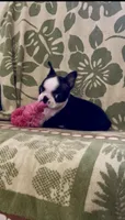 Daisy, a female Boston Terrier for sale in Provo, UT – 1 of 9