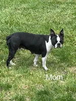 Daisy, a female Boston Terrier for sale in Provo, UT – 8 of 9