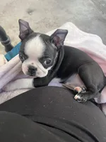Daisy, a female Boston Terrier for sale in Provo, UT – 7 of 9