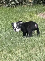 Daisy, a female Boston Terrier for sale in Provo, UT – 6 of 9