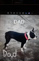Hunter purebred , a male Boston Terrier for sale in Henderson, NV – 4 of 4