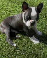 Hunter purebred , a male Boston Terrier for sale in Henderson, NV – 2 of 4