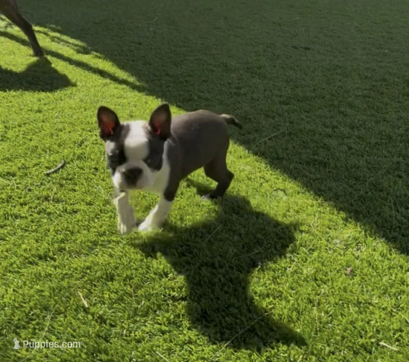Hunter purebred  – Boston Terrier puppy for sale in Henderson, NV