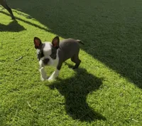 Hunter purebred , a male Boston Terrier for sale in Henderson, NV – 1 of 4