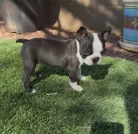 Hunter purebred , a male Boston Terrier for sale in Henderson, NV – 3 of 4
