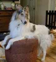 Blue Girl, a female Collie for sale in Hillsborough, NH – 4 of 5