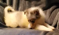 Blue Boy, a male Collie for sale in Hillsborough, NH – 4 of 8