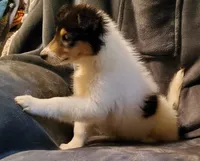 Two Spot Girl, a female Collie for sale in Hillsborough, NH – 5 of 8