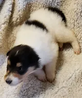 Two Spot Girl, a  Collie for sale in Hillsborough, NH – 5 of 7