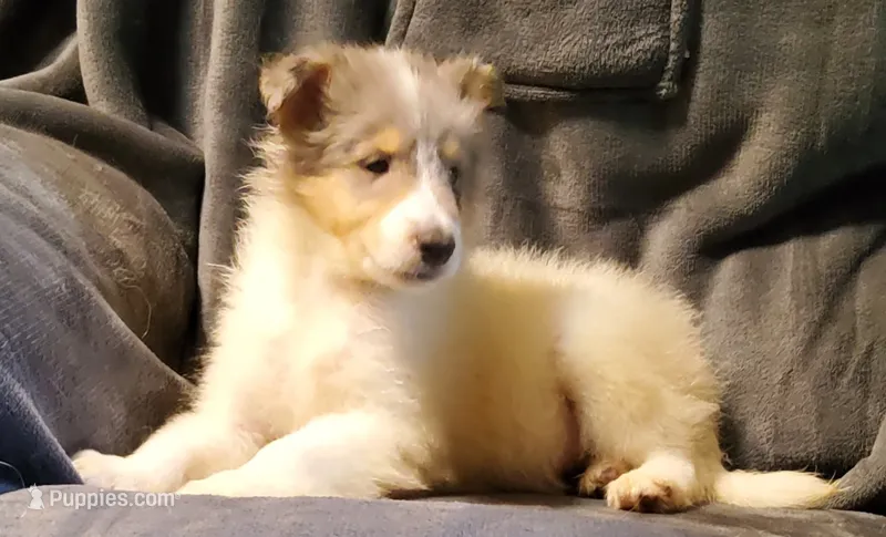 Blue Boy – Collie puppy for sale in Hillsborough, NH